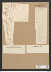 Licmophora flabellata (Carm.) Ag. (de-Toni-Nr.: Genus 86, Species 2953) Zeichnungen Sammlung Grunow Nr. 5961 (NHMW-BOT-W0374449)